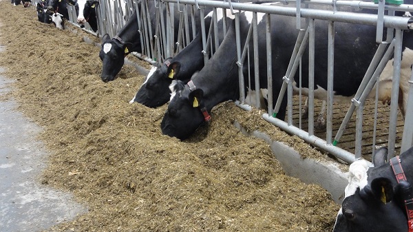 best buffers for dairy cows