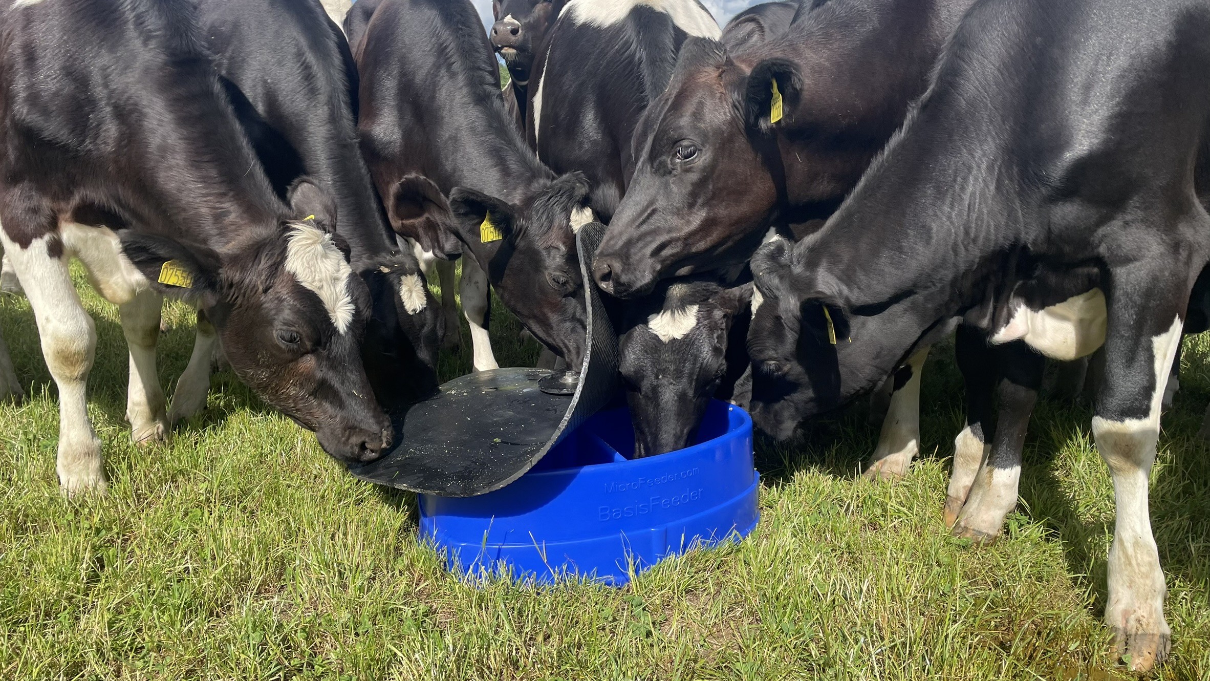The plastic part of a BasisFeeder is made of durable PEHD plastic, which is UV-protected and food-approved.