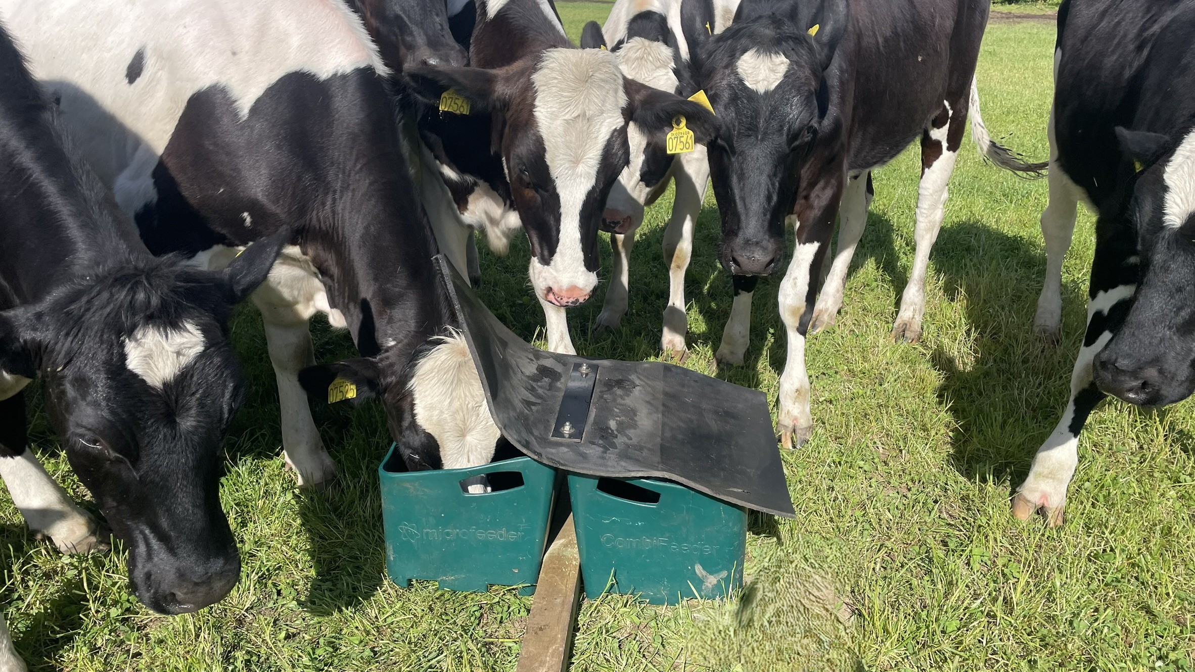 The wooden post between the two troughs in a CombiFeeder has several functions - it stabilizes the mineral feeder and acts as a sled