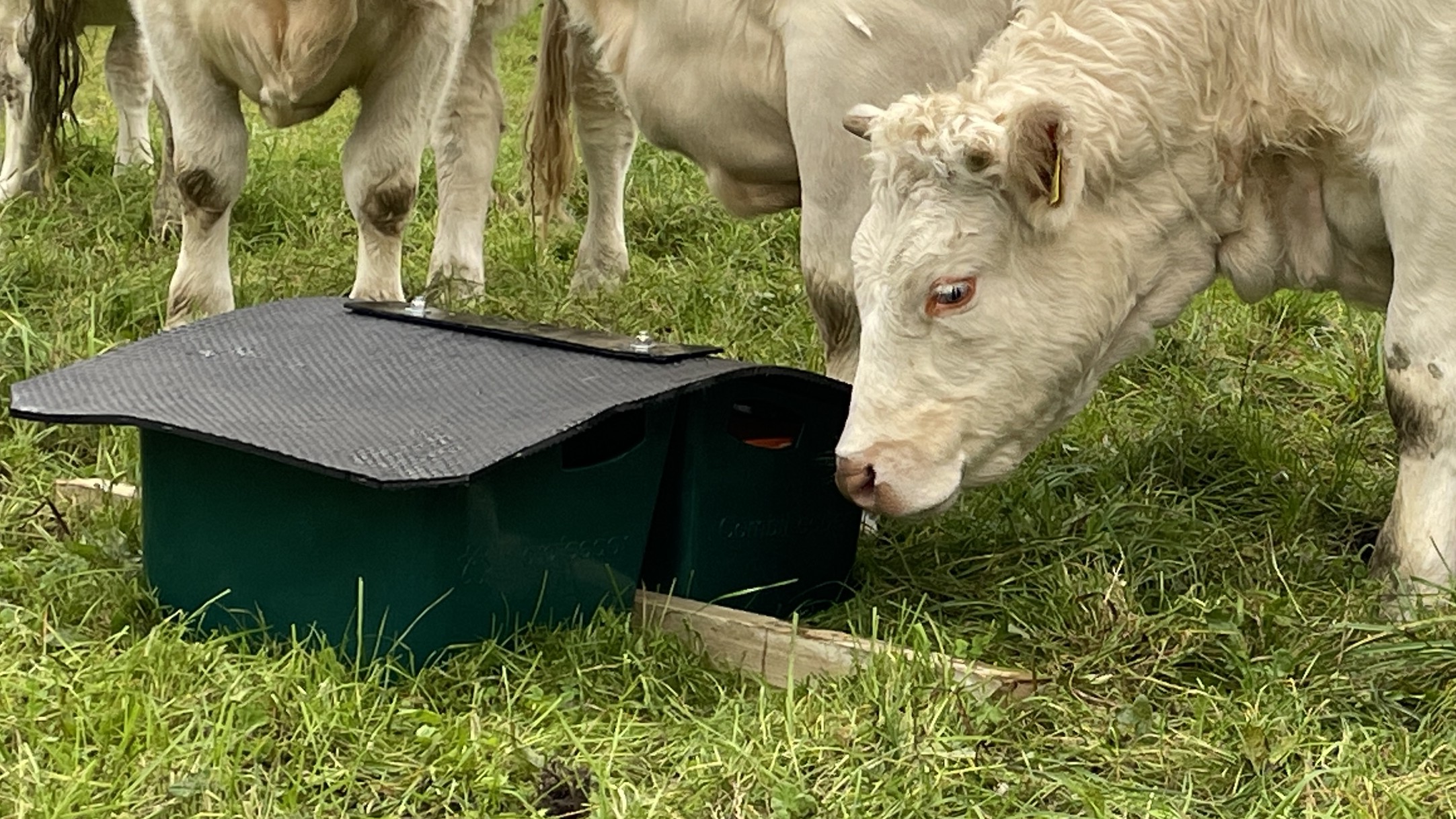 CombiFeeder with 2 troughs and cover is a mineral feeder for grazing cattle and sheep, including heavy beef breeds with horns