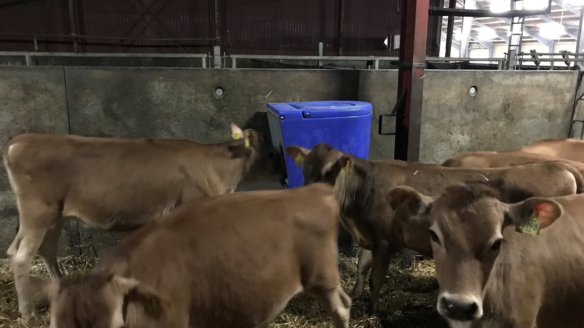 Worlds Best Mineral Feeders
