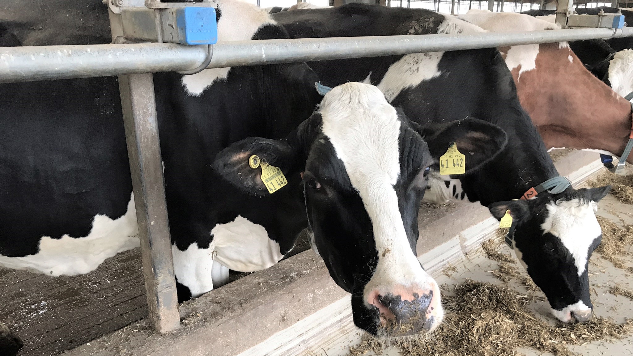 feed smart automatic horse feeder
