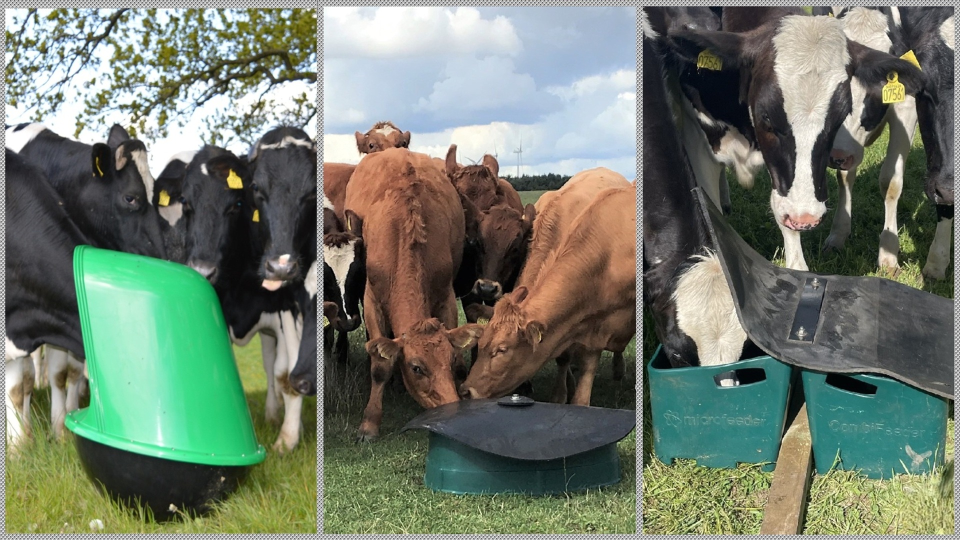 Mineral feeders are fundamental for good grazing management