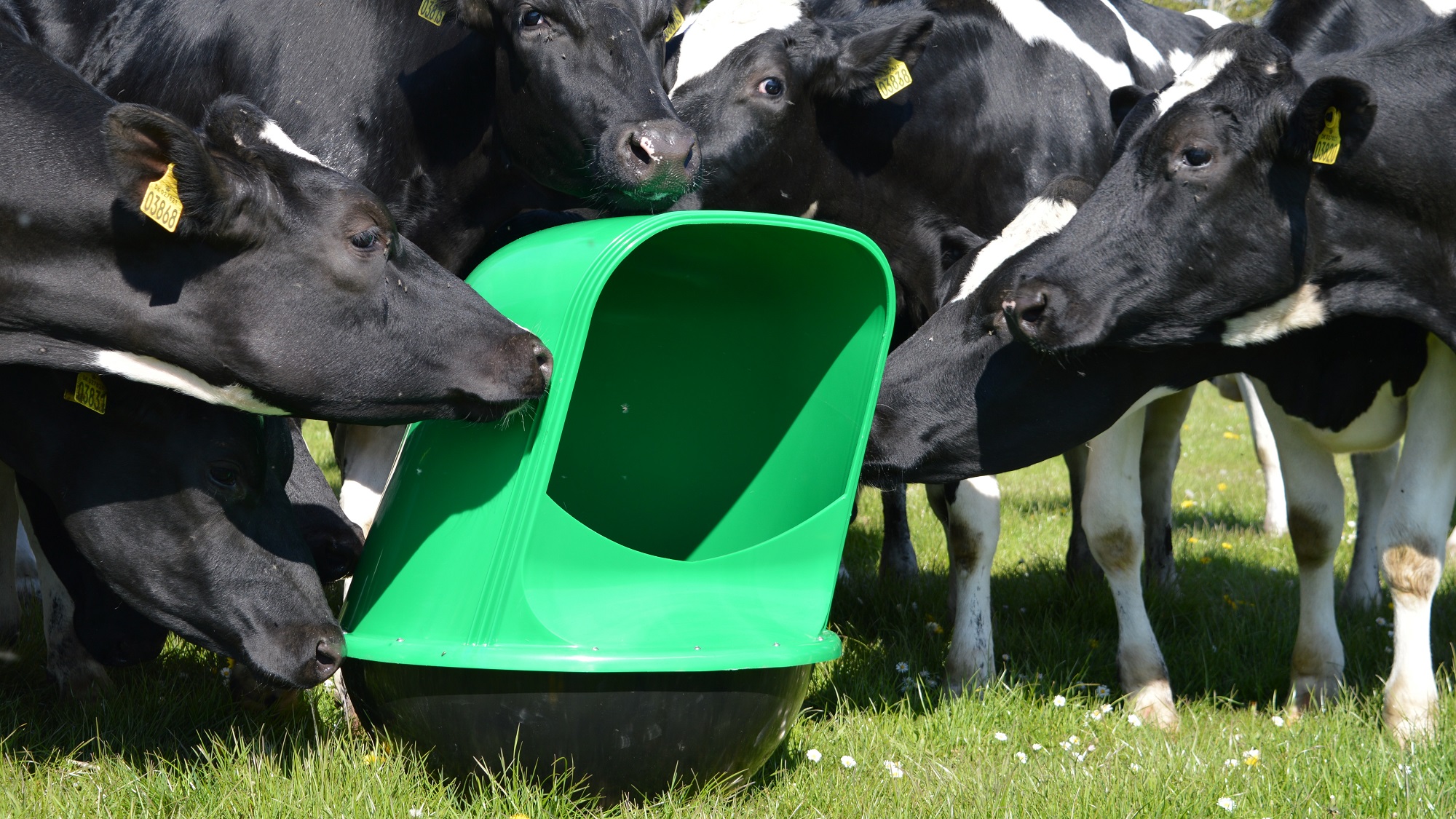 Worlds Best Mineral Feeders