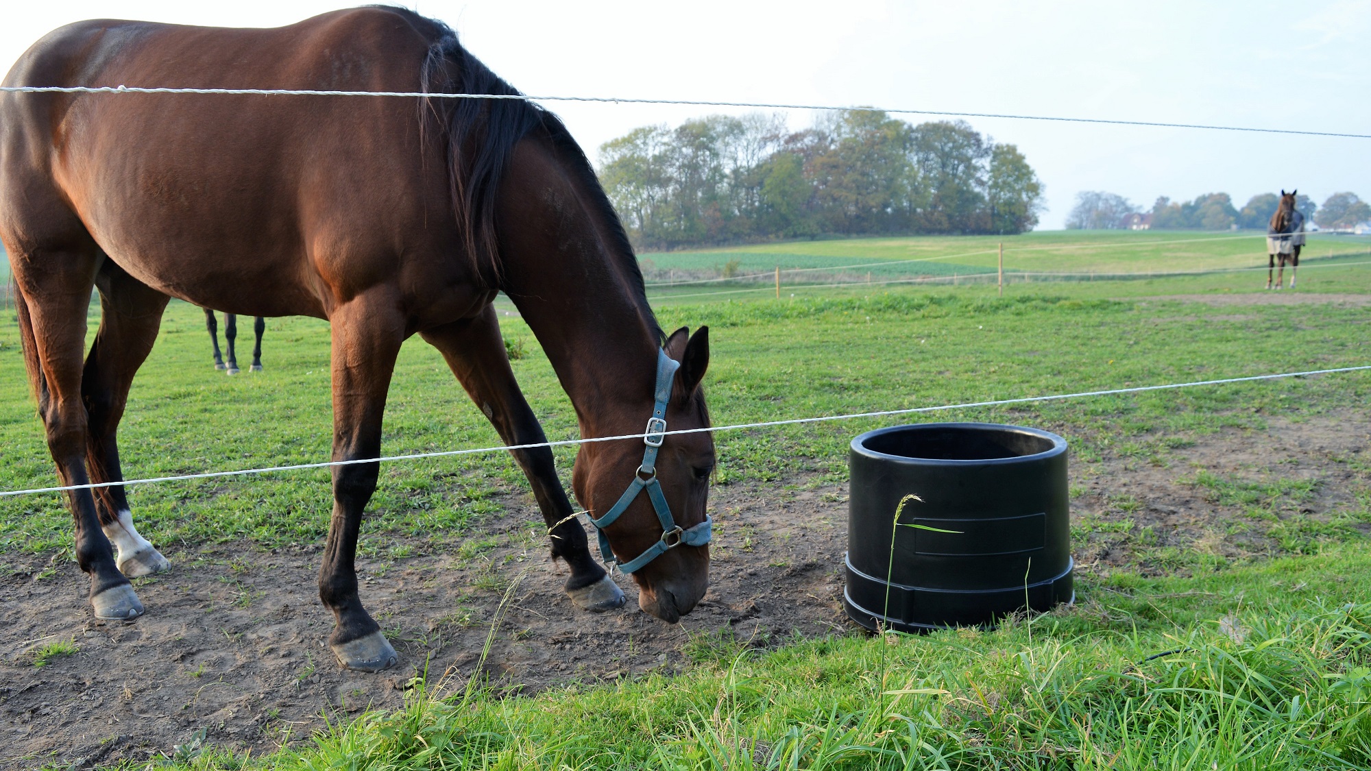 Microfeeder Heated Water Trough